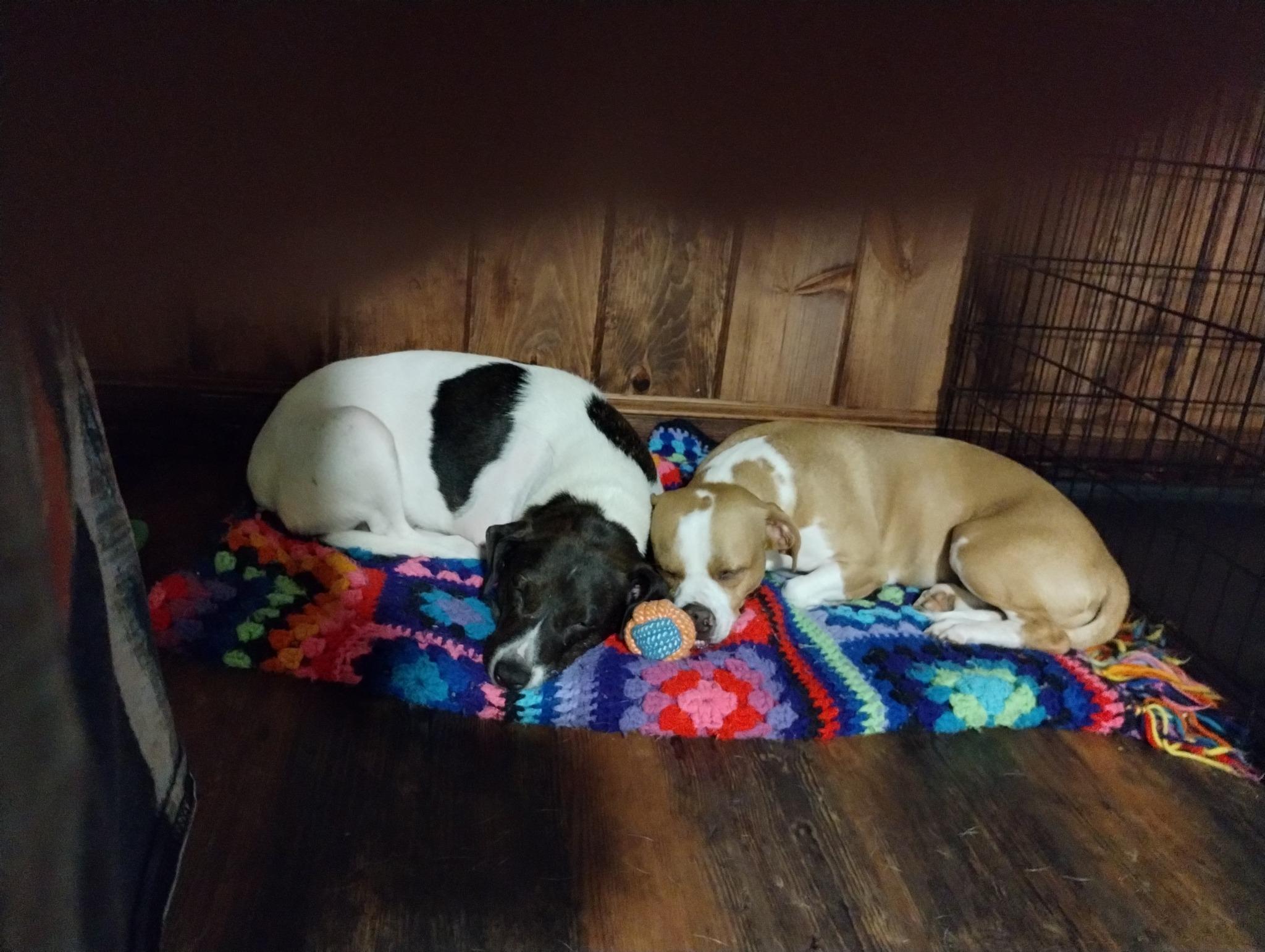 Goldie & Shalom photo 1