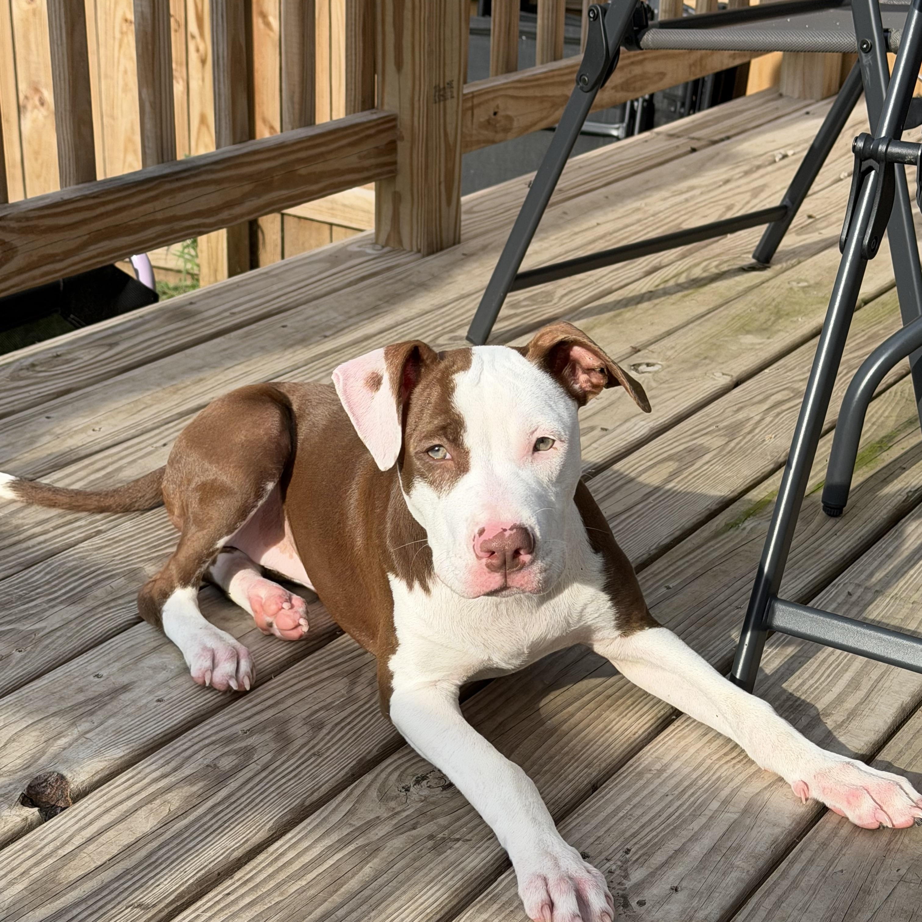 Enlarge Shirley, an adopted mixed breed in Brazil, IN image 2/3