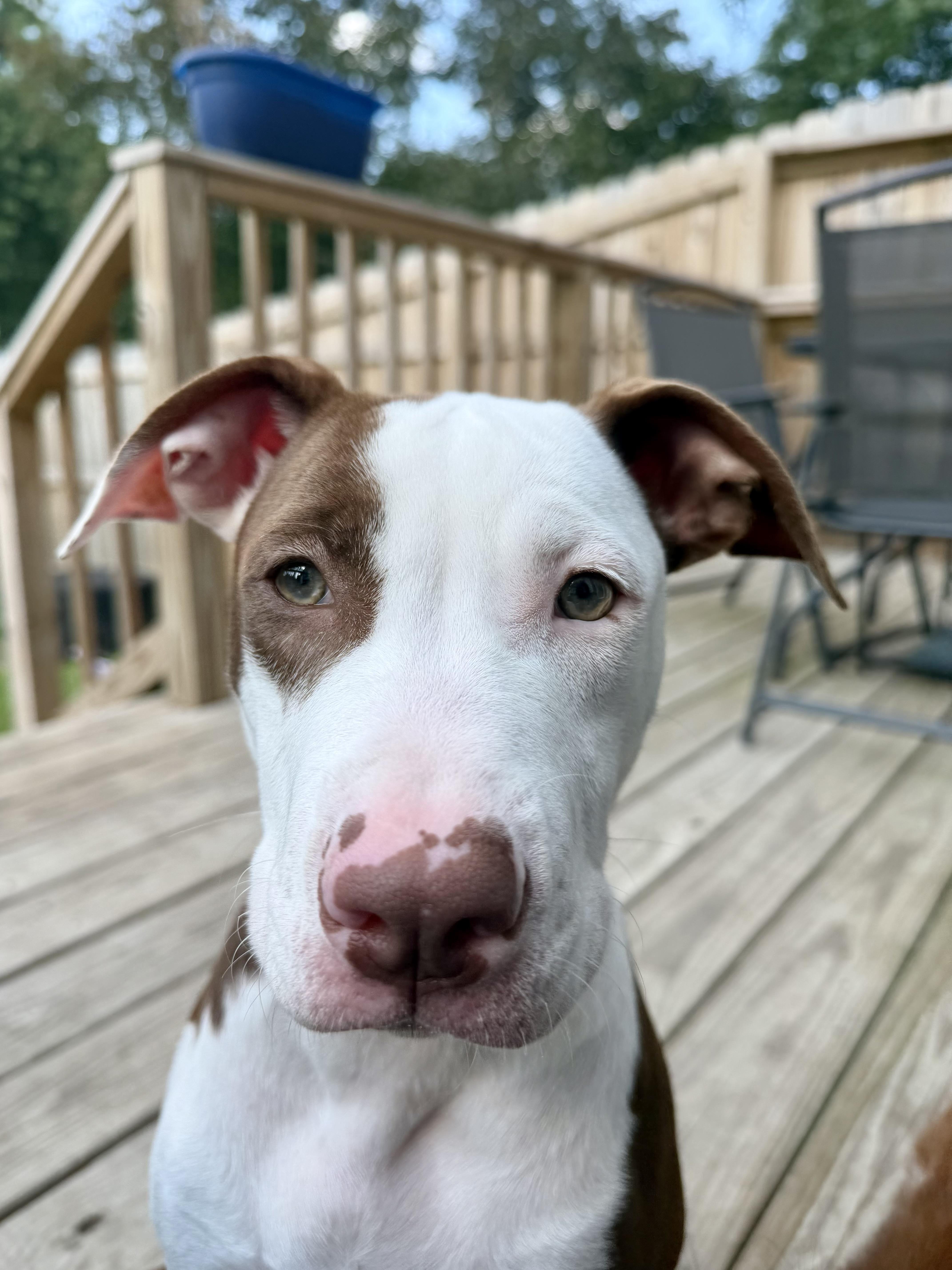 Shirley, adopted, Young Female Pit Bull Terrier.