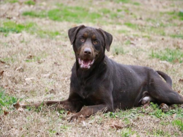 Enlarge WALTER HOBBS, a Adoptable mixed breed in Cookeville, TN image 1/1