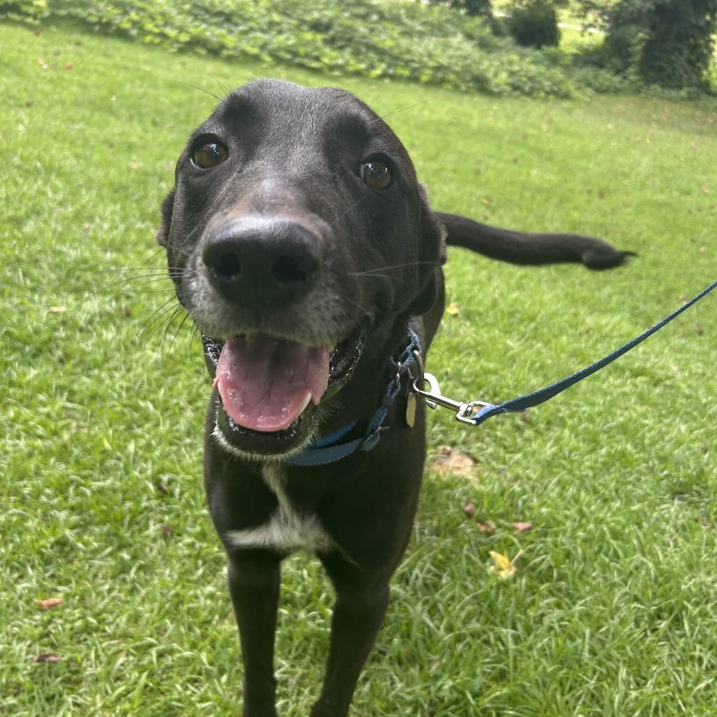 Gerald, Adoptable, Adult Male Mixed Breed.