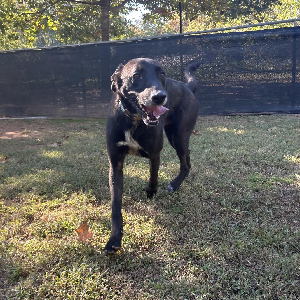 Gerald, a Adoptable Mixed Breed in Auburn, AL image 2/6