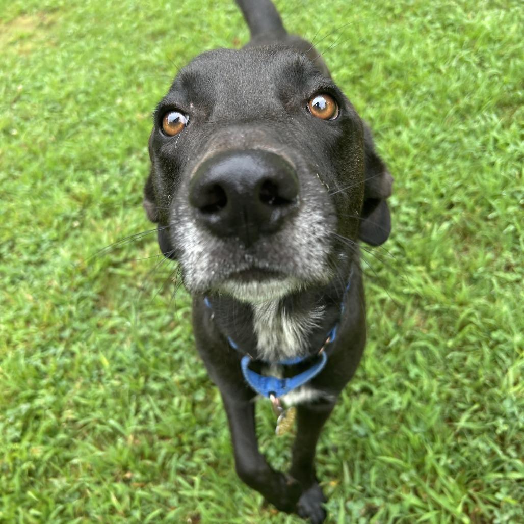 Gerald, a Adoptable Mixed Breed in Auburn, AL image 3/6