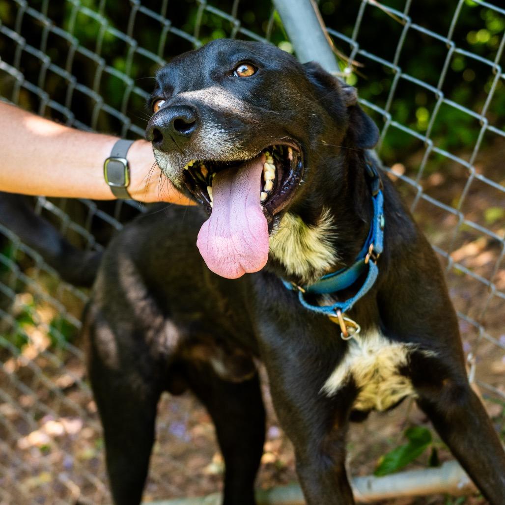 Gerald, a Adoptable Mixed Breed in Auburn, AL image 4/6