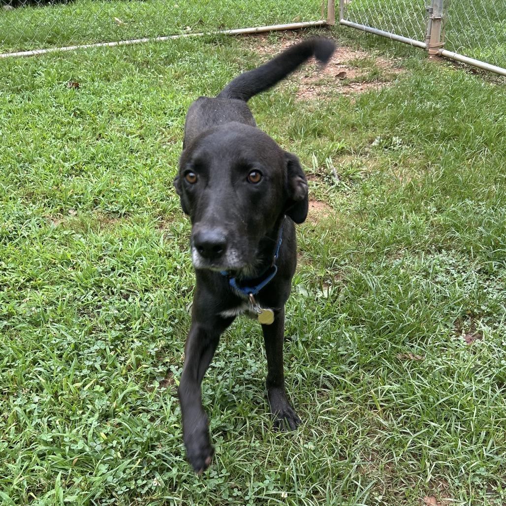 Gerald, a Adoptable Mixed Breed in Auburn, AL image 5/6