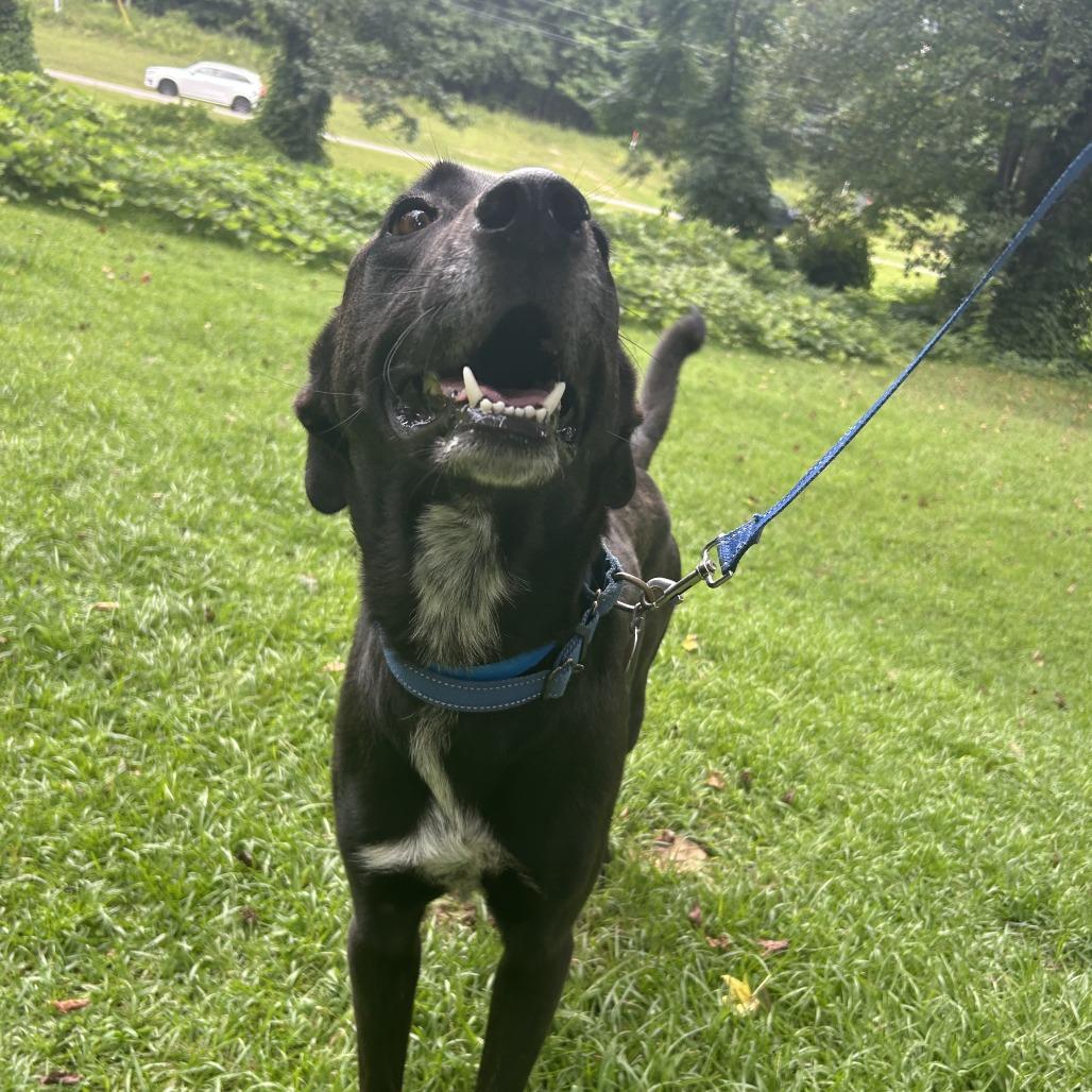 Gerald, a Adoptable Mixed Breed in Auburn, AL image 6/6