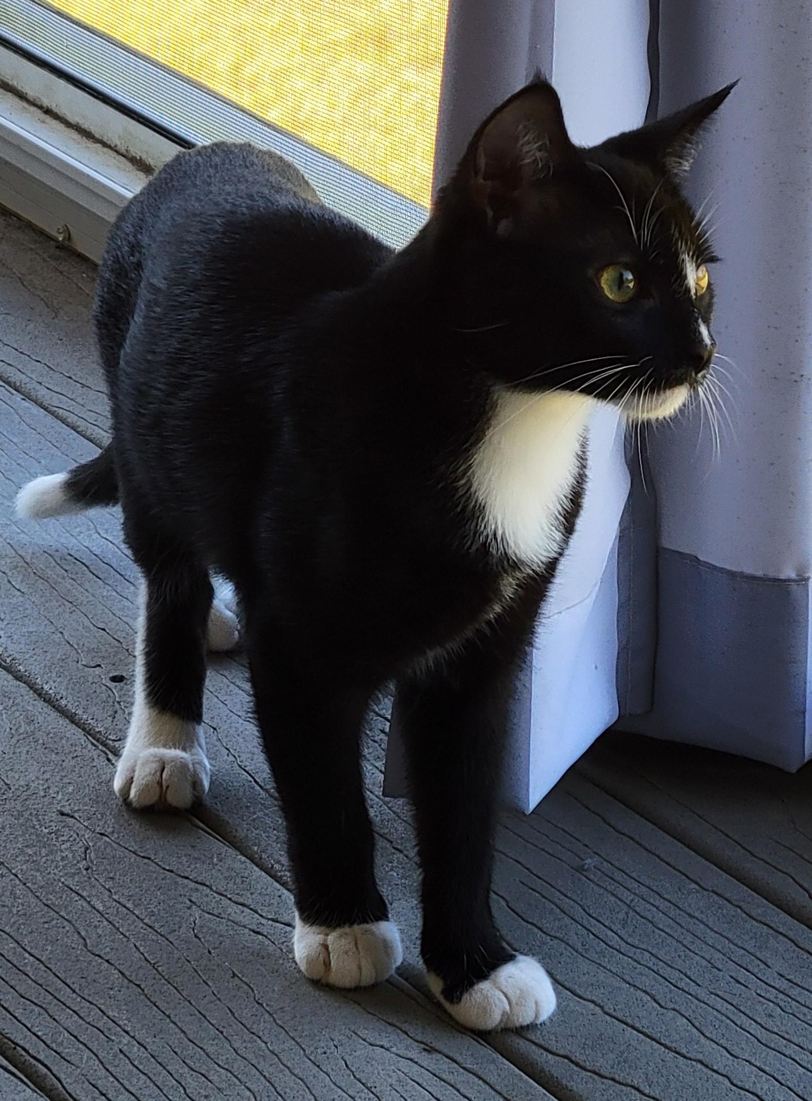 Checkers, adoptable, Young Male Domestic Short Hair.