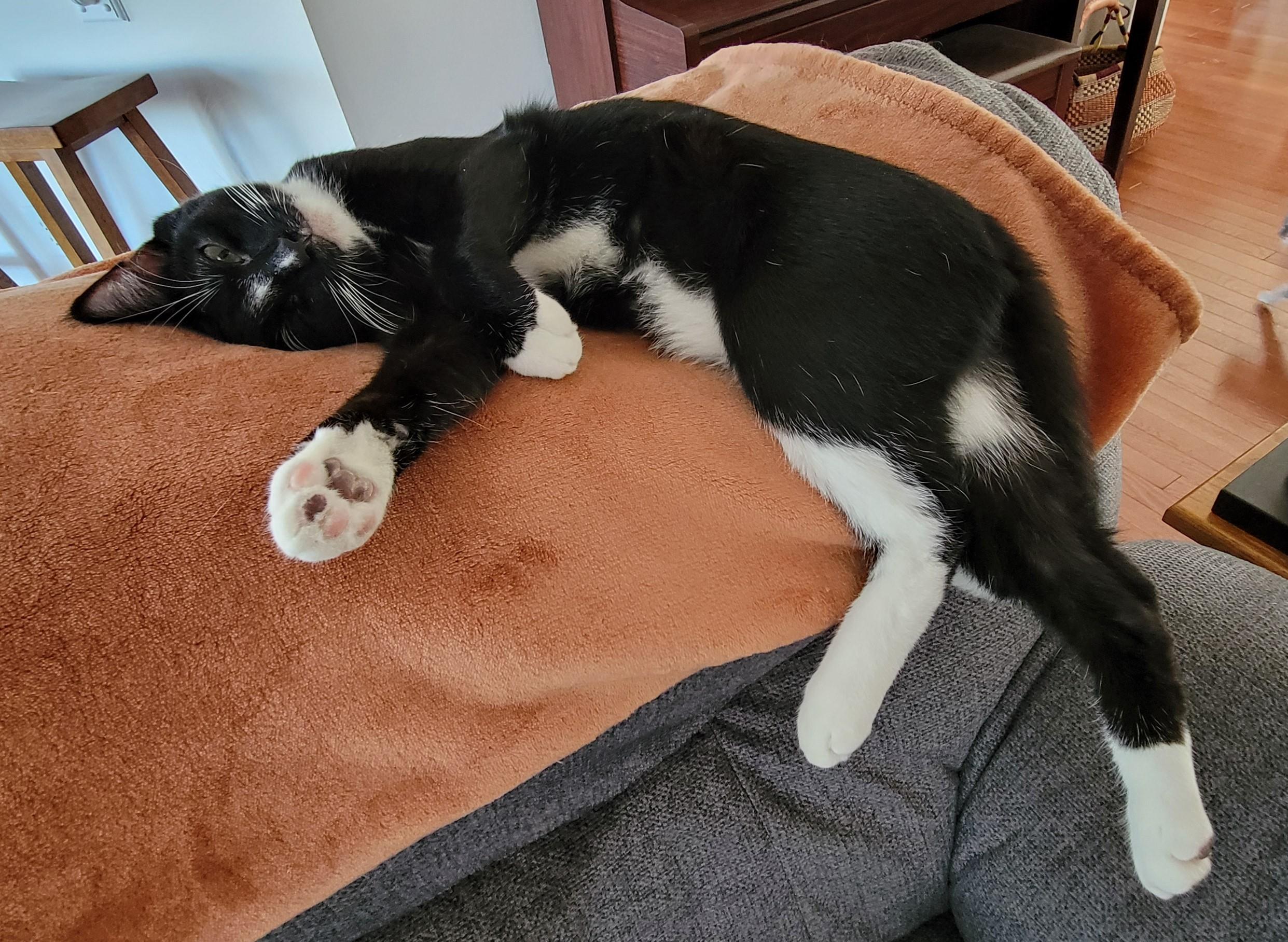 Checkers, adoptable, Young Male Domestic Short Hair.