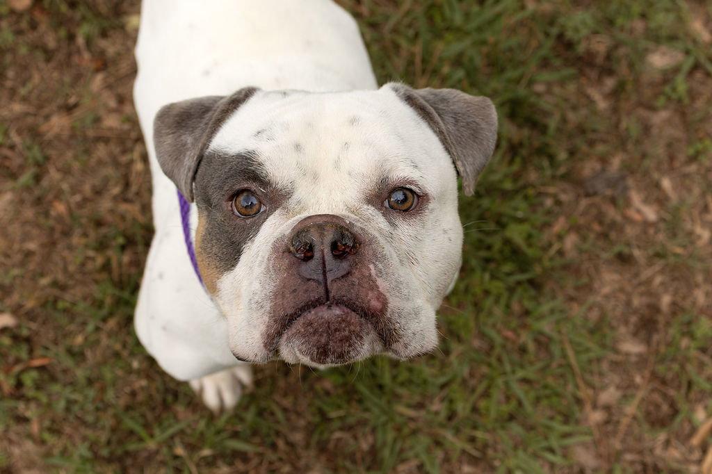 Chimichanga, a Adopted American Bulldog in Durham, NC image 1/3