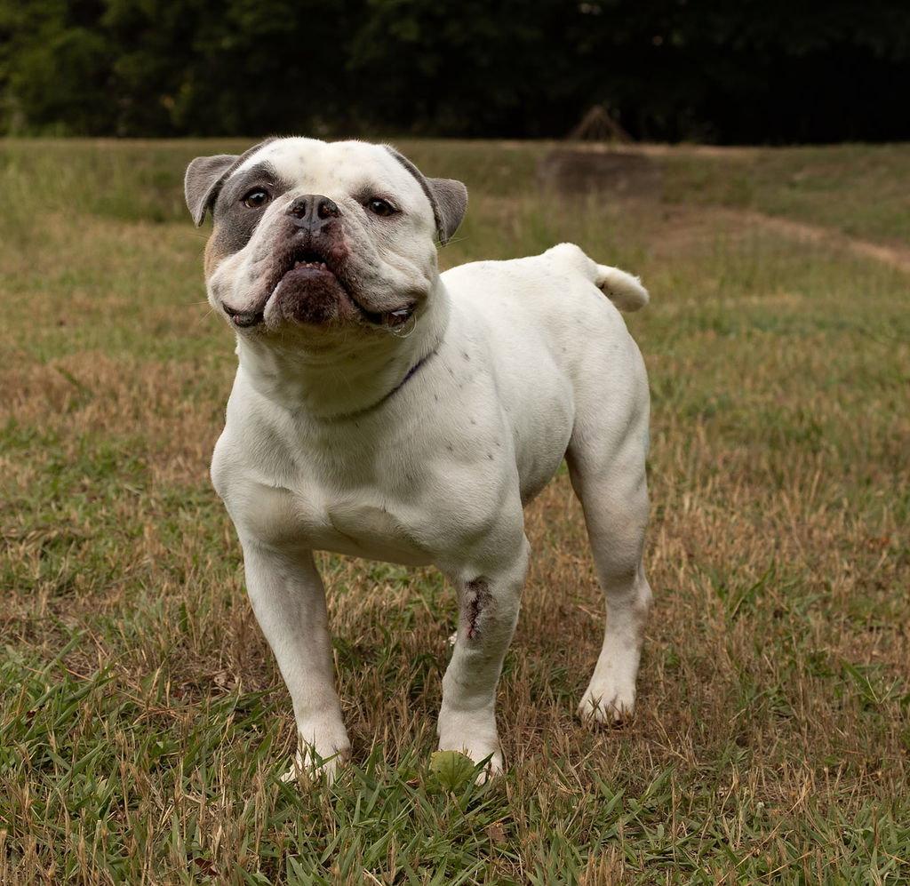 Chimichanga, a Adopted American Bulldog in Durham, NC image 2/3