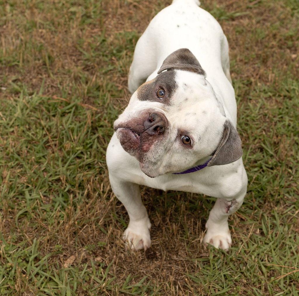 Chimichanga, a Adopted American Bulldog in Durham, NC image 3/3