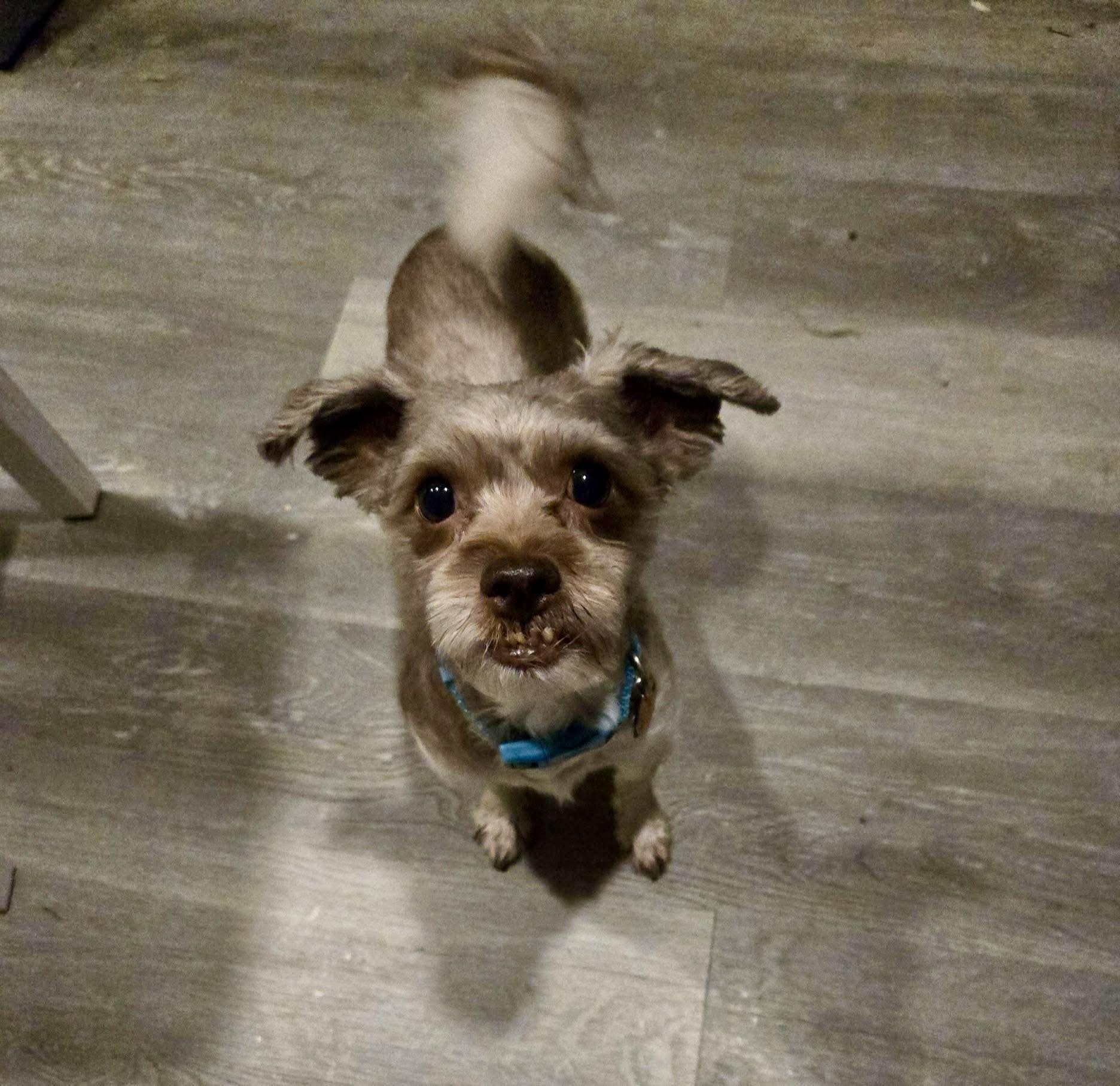 Simba, Adoptable, Adult Male Shih Tzu & Maltese.