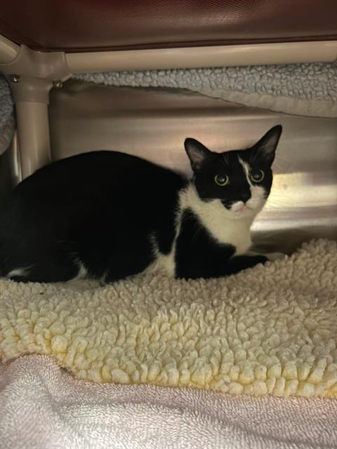 TAMSIN, Adoptable, Adult Female Domestic Short Hair.