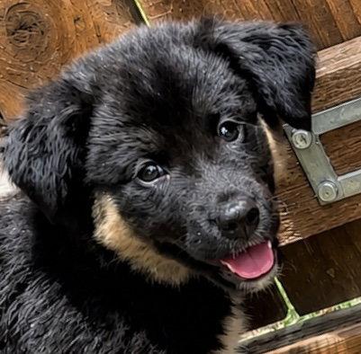 Alexis, a Adoptable Australian Shepherd in Dallas, TX image 2/3