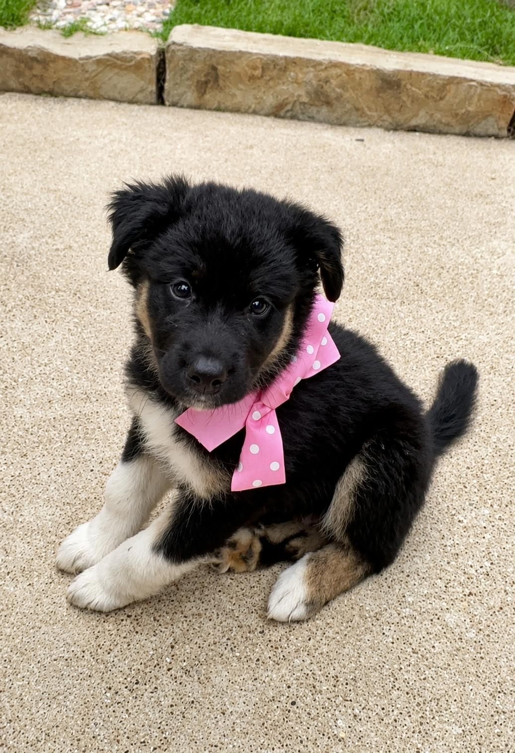 Alexis, a Adoptable Australian Shepherd in Dallas, TX image 3/3