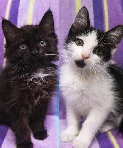 Adopting a Bonded Pair of Cats: Ultimate Guide for Happy Homes