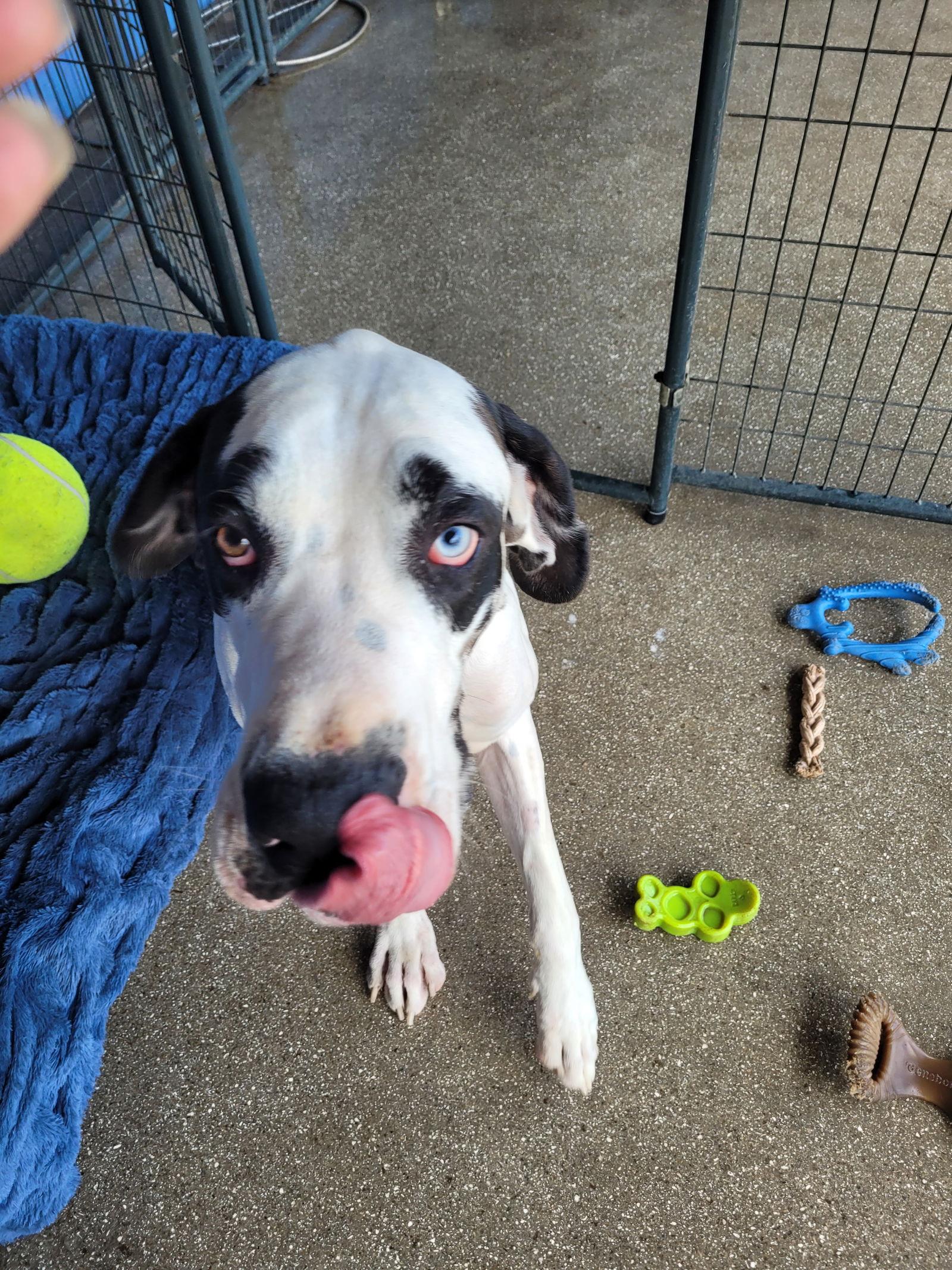 Declan, Adoptable, Young Male Great Dane.