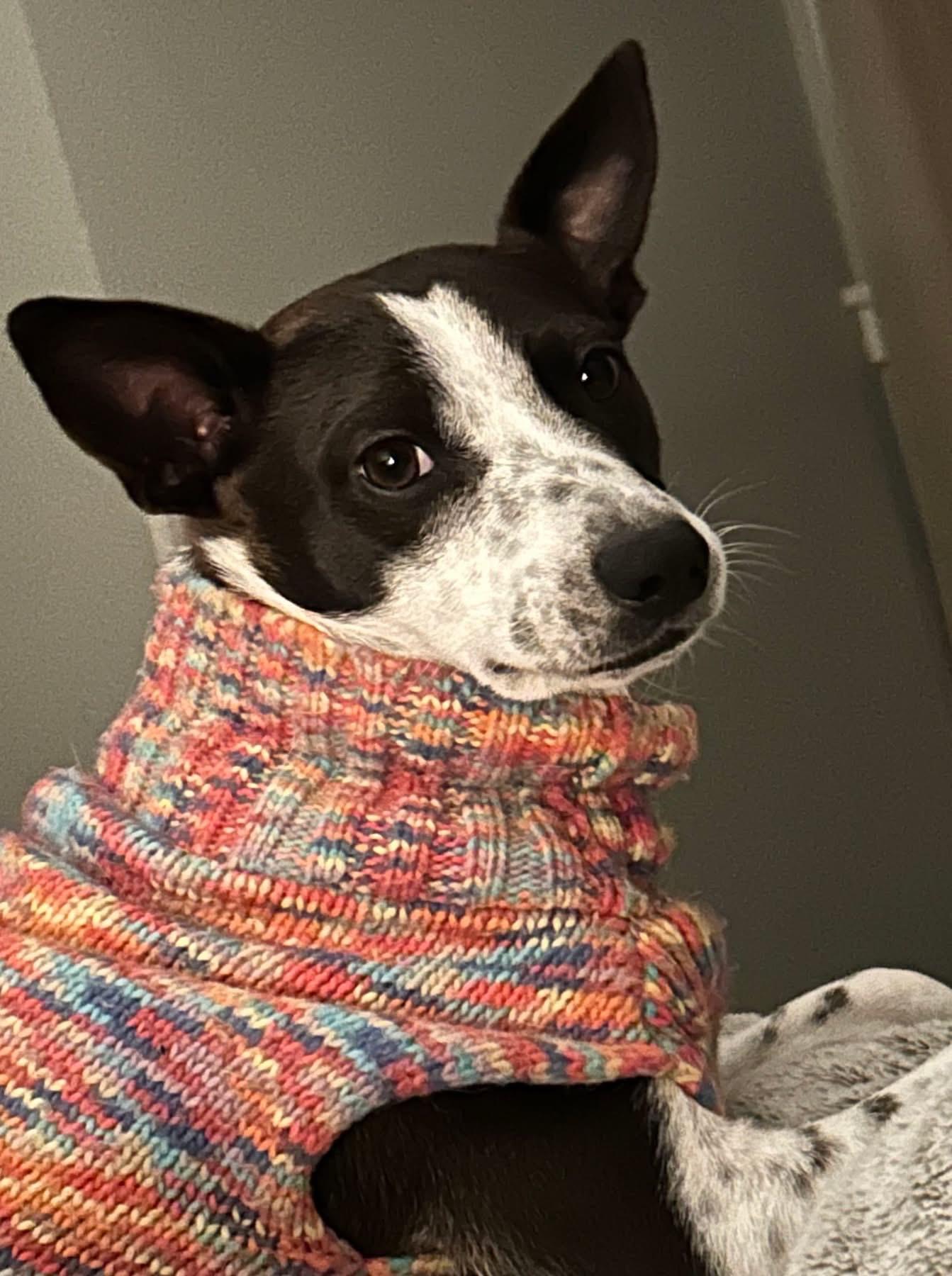 Jamie, a Adoptable mixed breed in Itasca, IL image 6/6