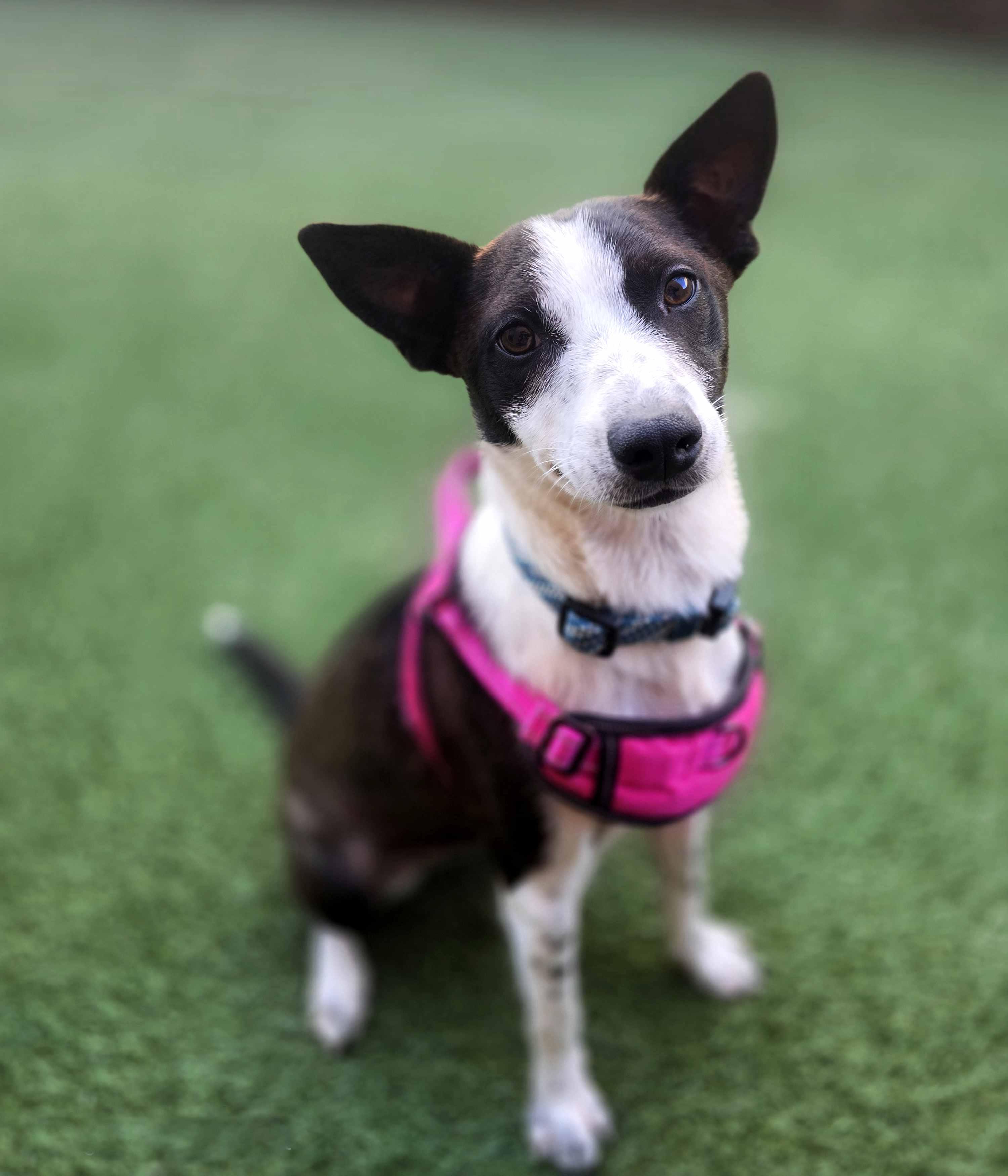 Jamie, a Adoptable mixed breed in Itasca, IL image 1/2