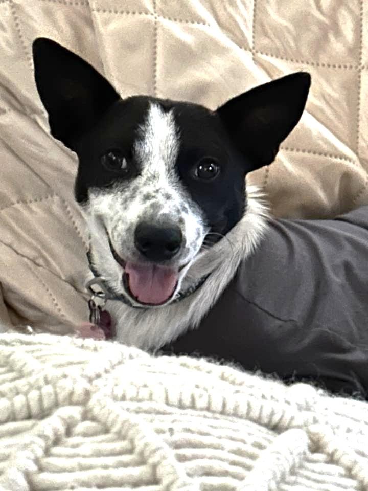 Jamie, Adoptable, Young Female Mixed Breed.