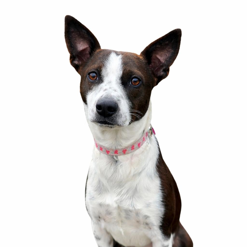 Jamie, a Adoptable mixed breed in Itasca, IL image 2/6