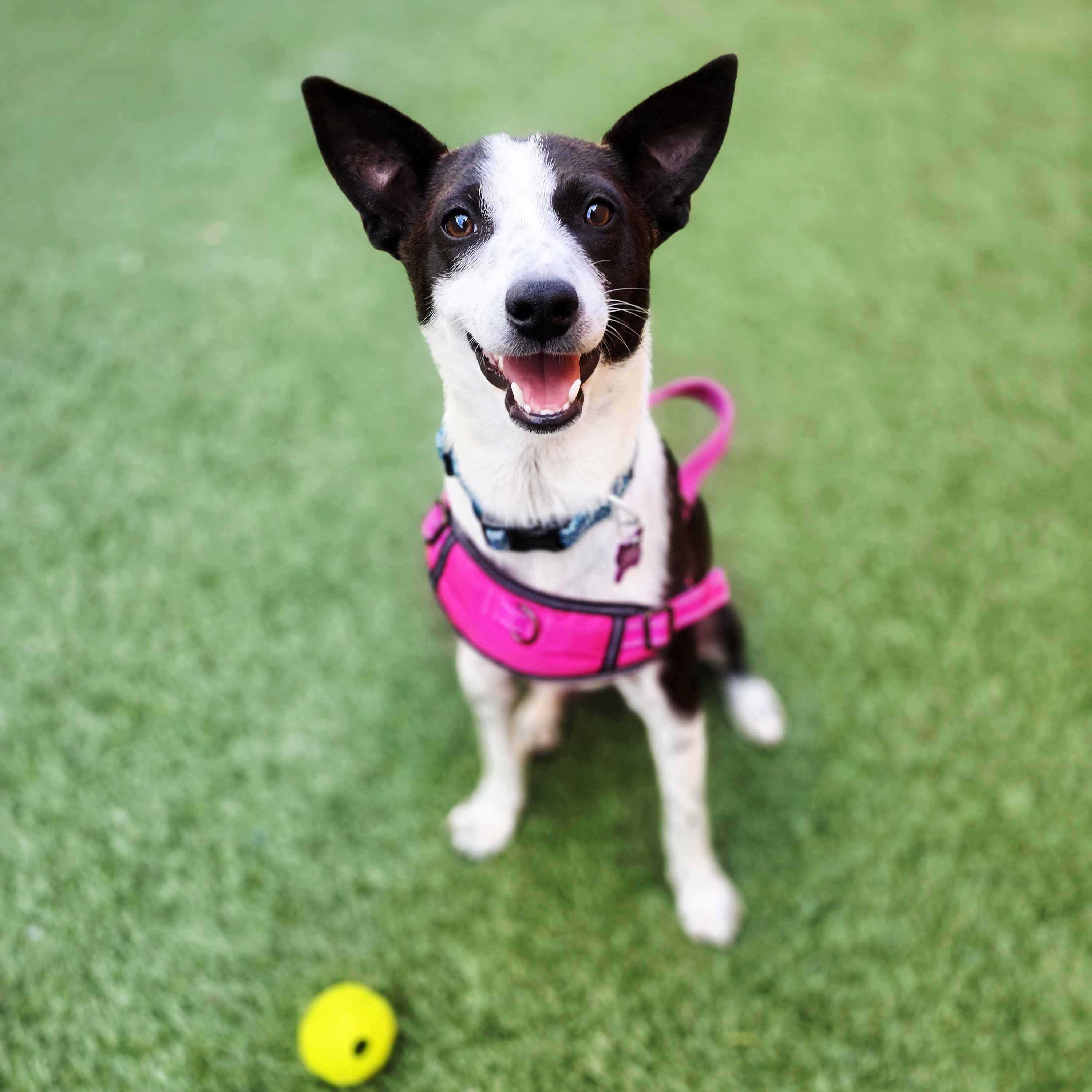 Jamie, a Adoptable mixed breed in Itasca, IL image 2/2