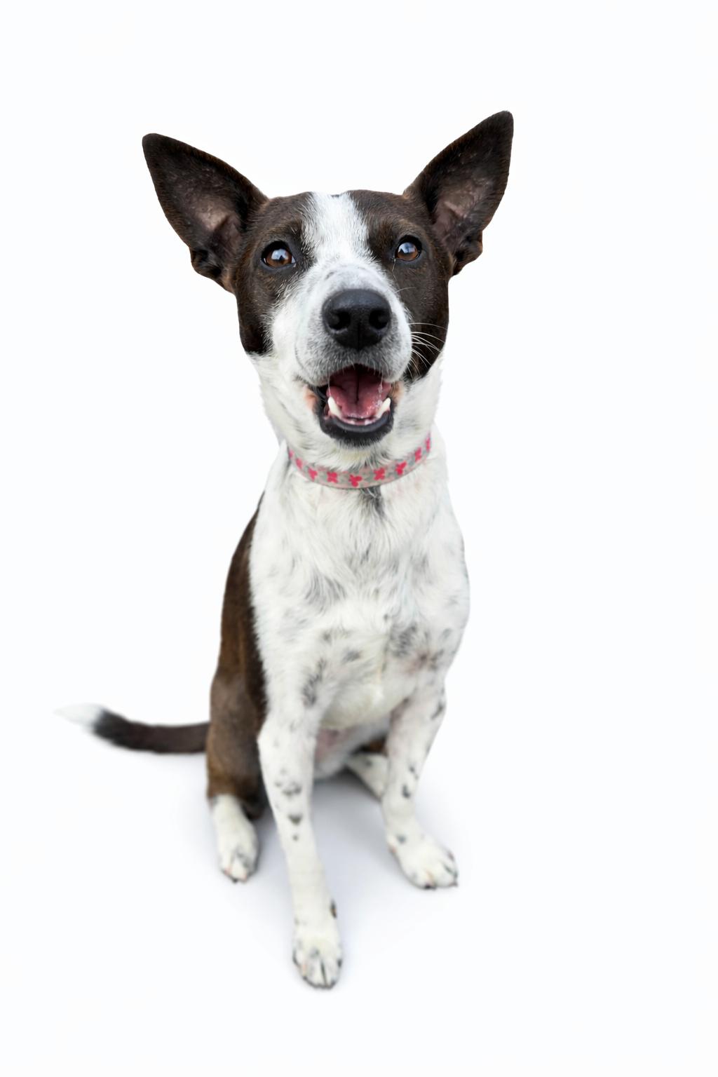 Jamie, a Adoptable mixed breed in Itasca, IL image 5/6