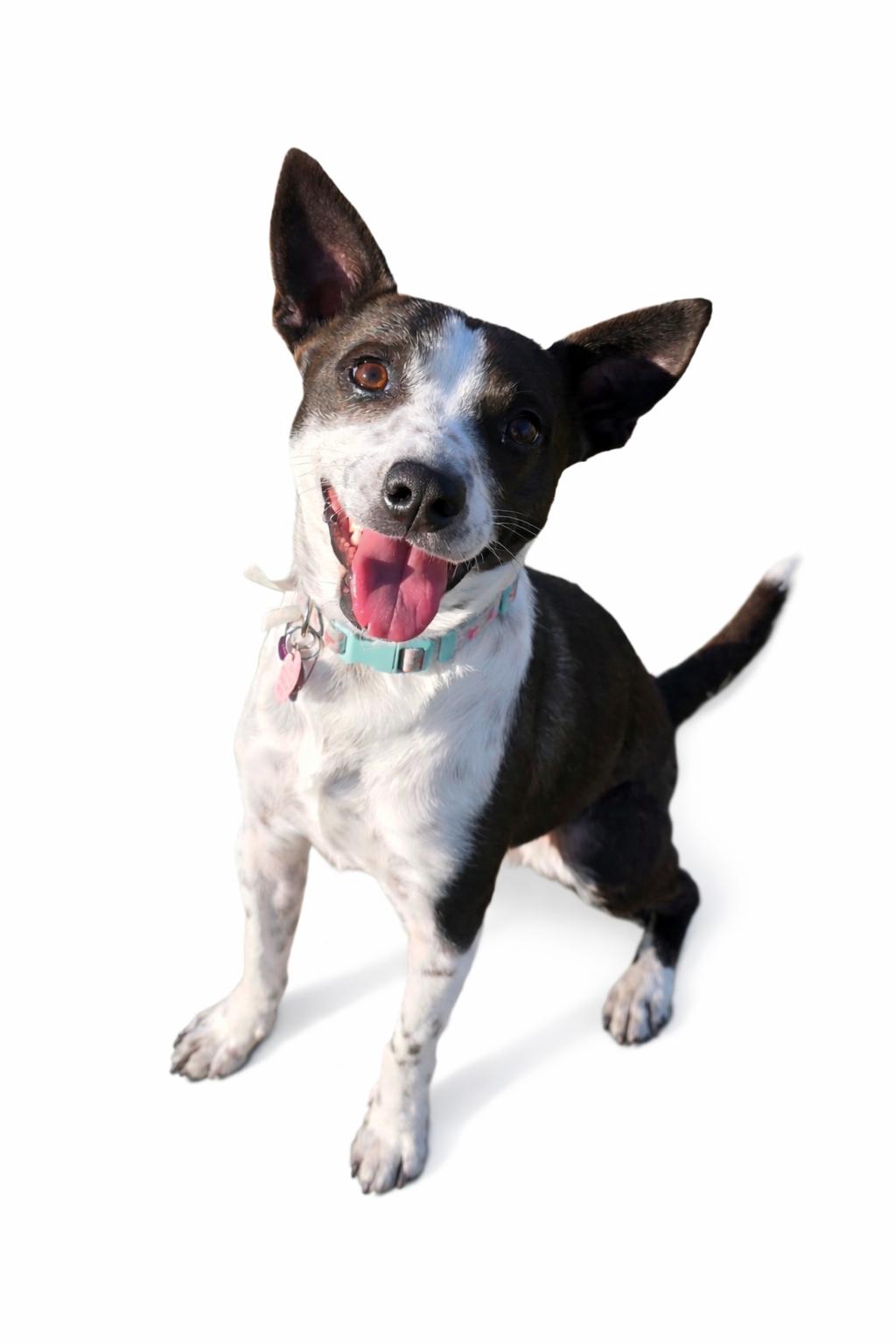 Jamie, Adoptable, Young Female Mixed Breed.