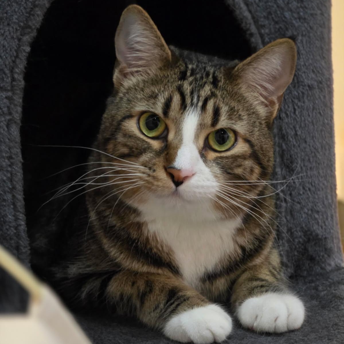 Darrell, a ADOPTABLE Domestic Short Hair in Johnson City, TN image 1/4