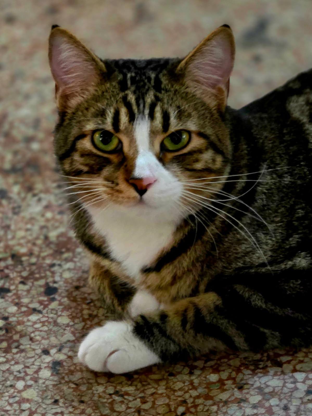 Darrell, a ADOPTABLE Domestic Short Hair in Johnson City, TN image 2/4