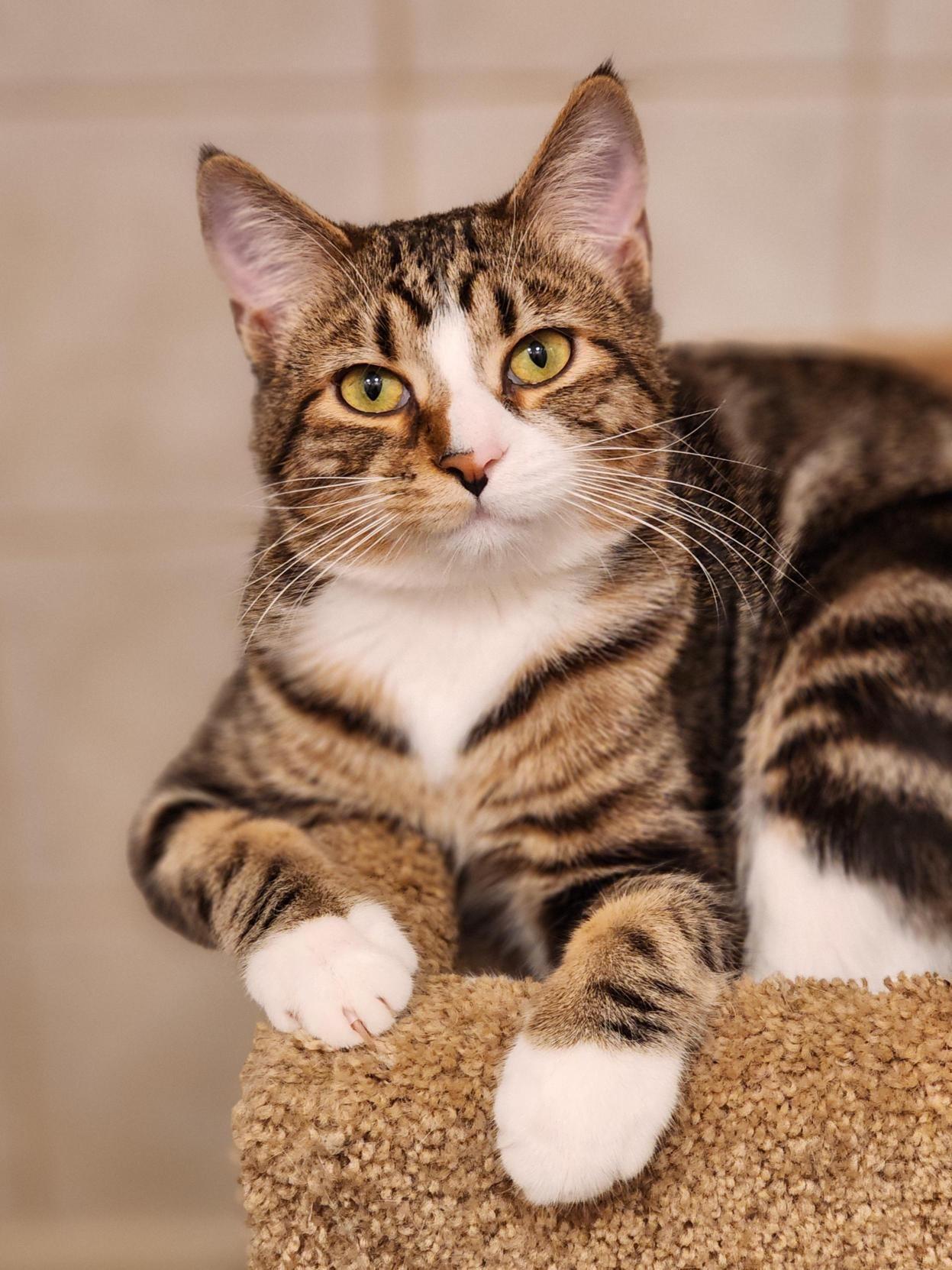 Darrell, ADOPTABLE, Kitten Male Domestic Short Hair.