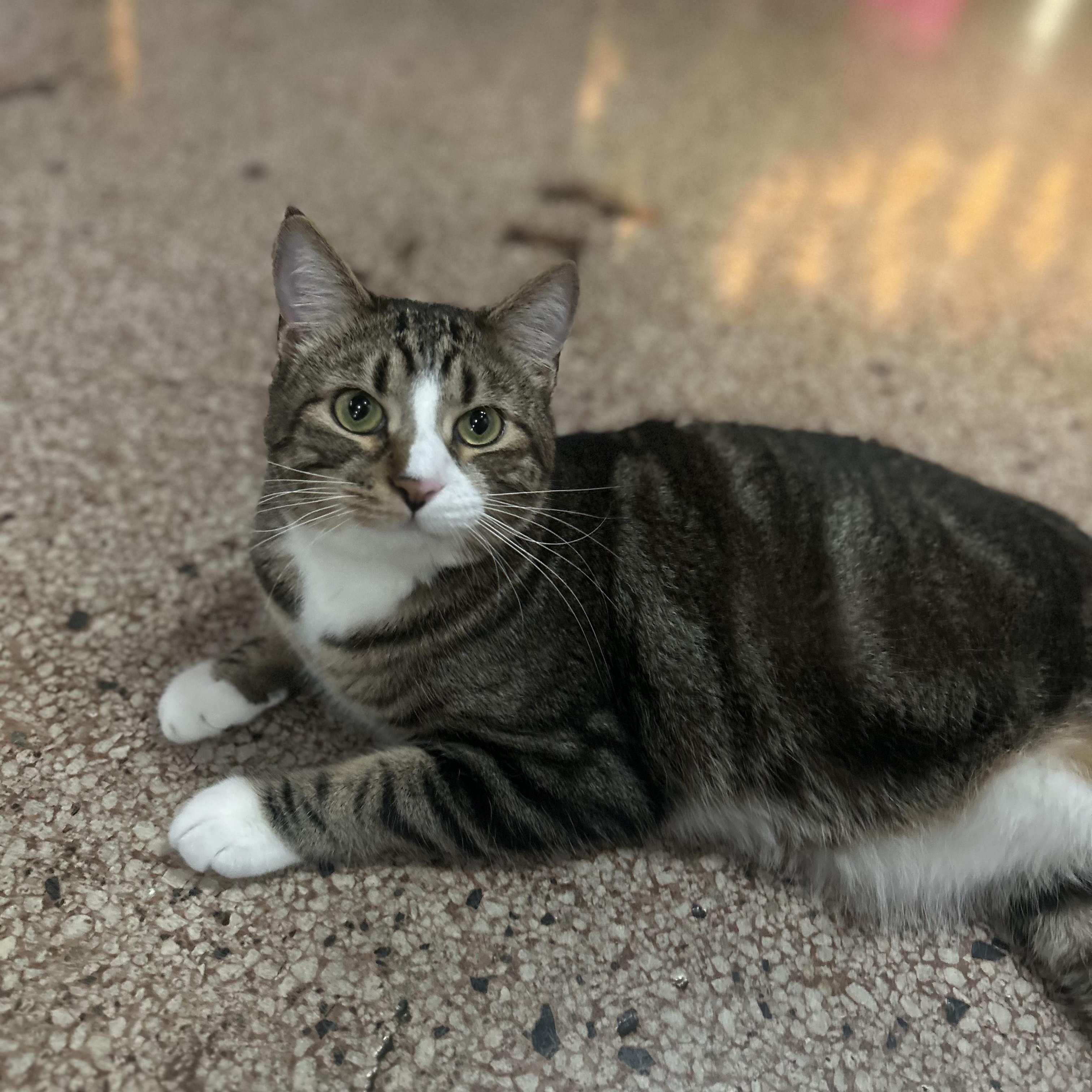 Darrell, a ADOPTABLE Domestic Short Hair in Johnson City, TN image 3/4