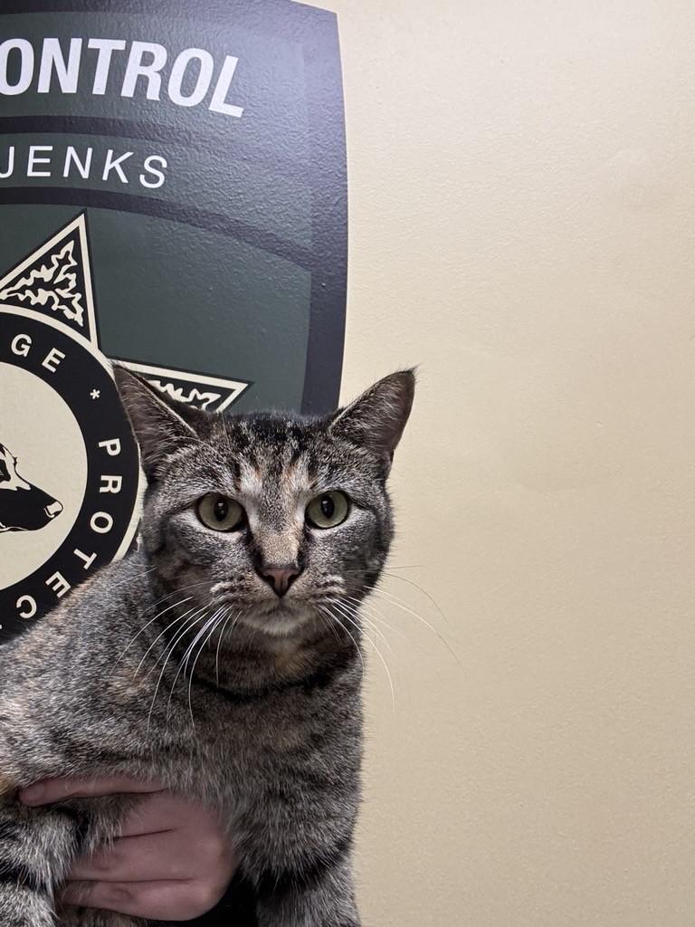 Enlarge Ivy, a ADOPTABLE Tabby in Jenks, OK image 1/1