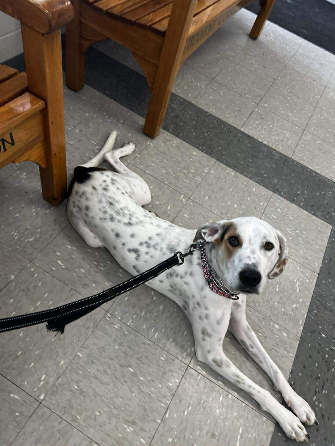Enlarge Spot, a Adoptable mixed breed in St. Clairsville, OH image 6/6