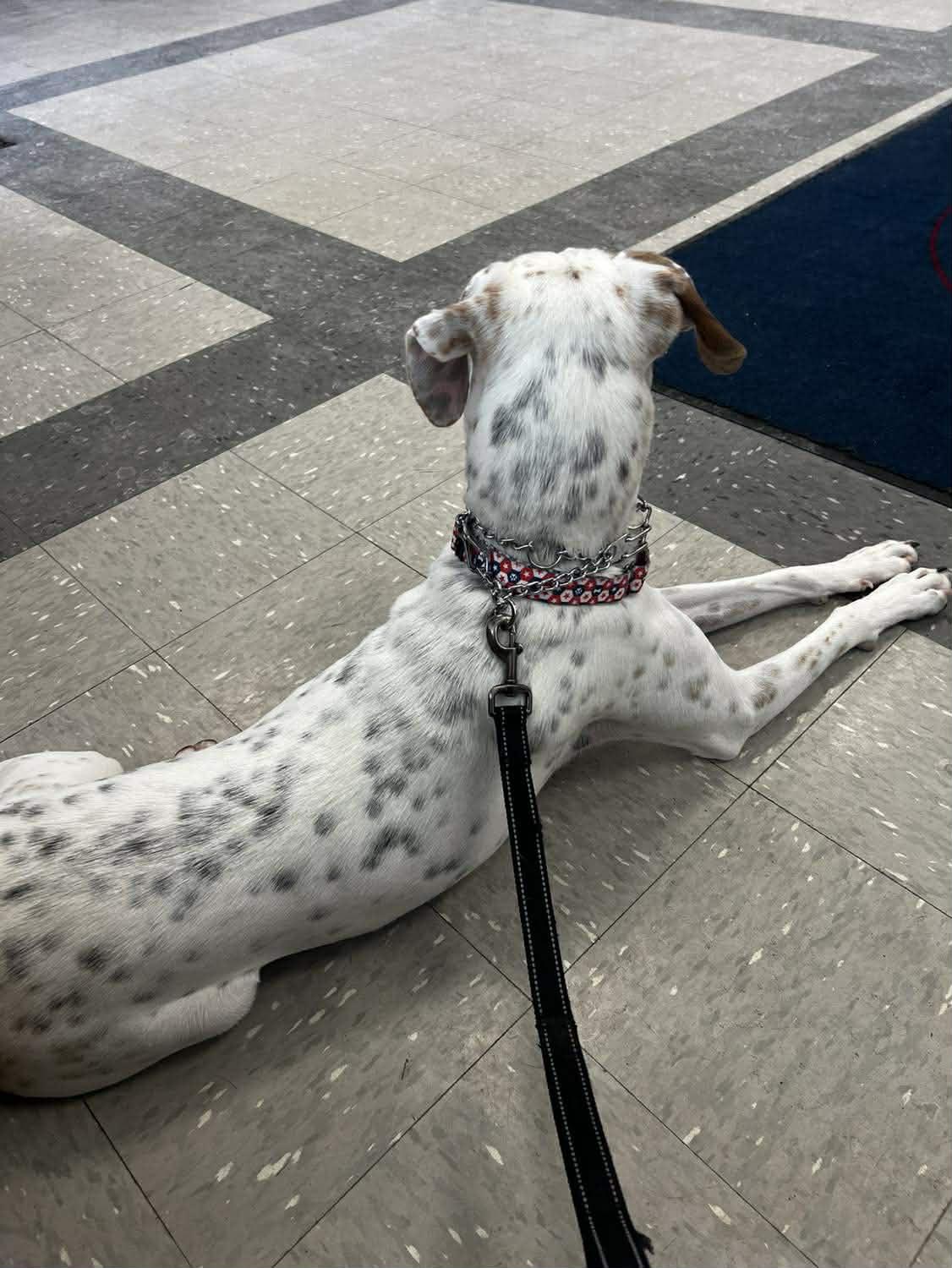 Enlarge Spot, a Adoptable mixed breed in St. Clairsville, OH image 3/6