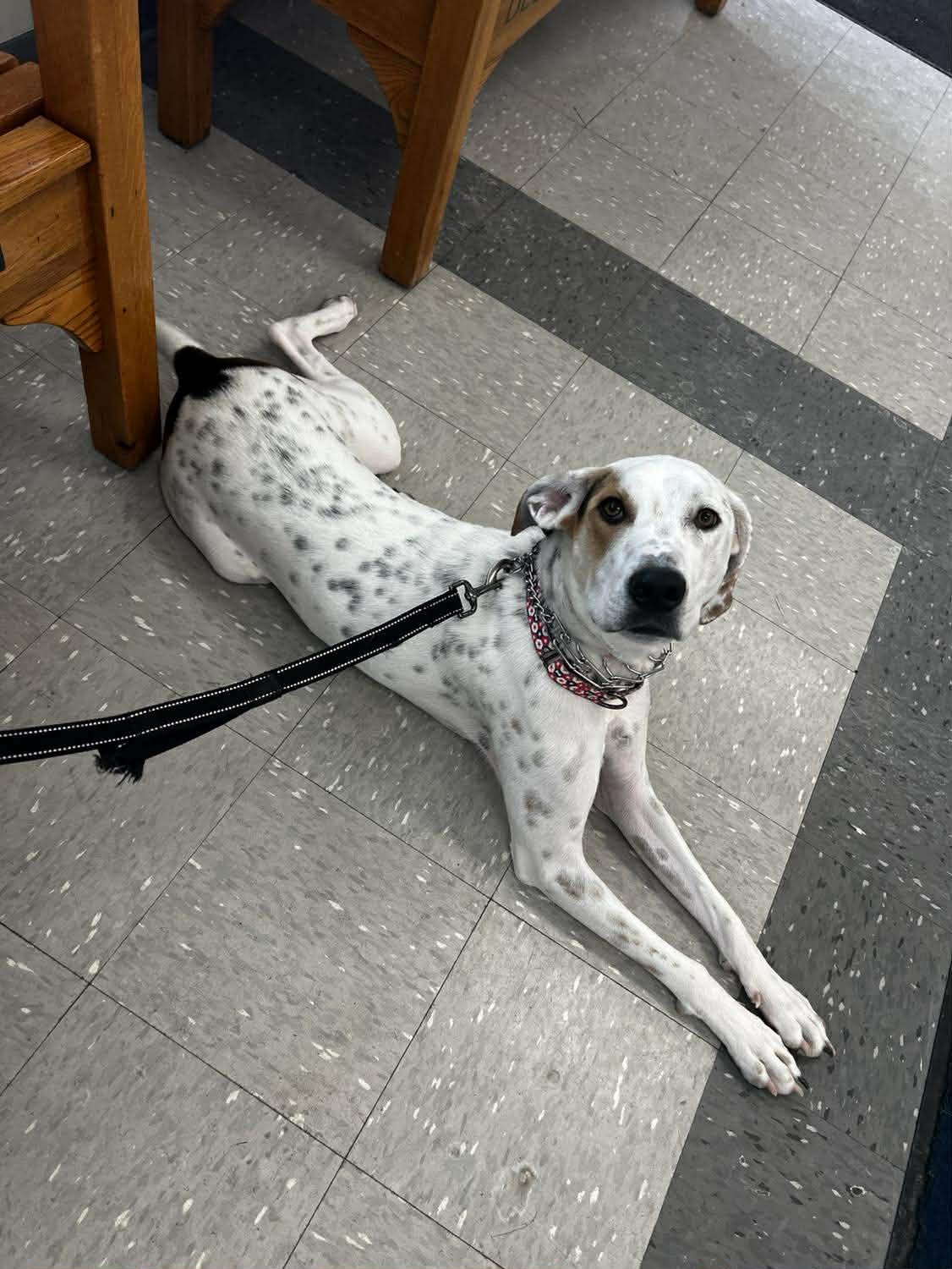 Enlarge Spot, a Adoptable mixed breed in St. Clairsville, OH image 1/6