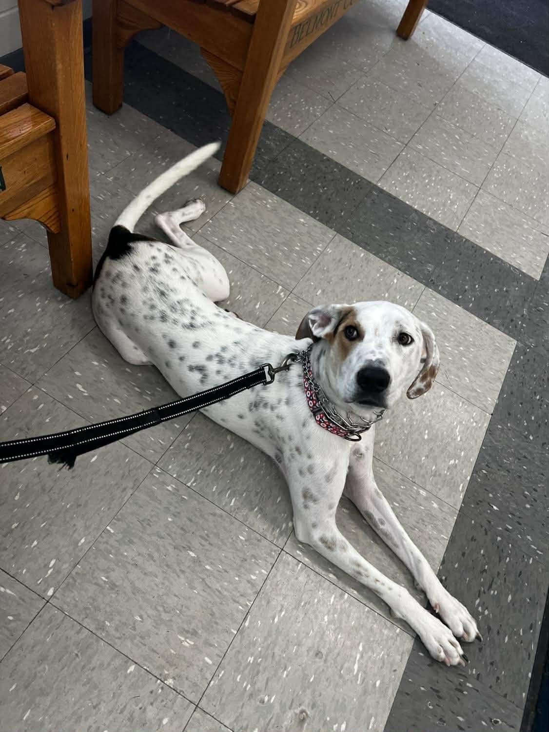 Enlarge Spot, a Adoptable mixed breed in St. Clairsville, OH image 5/6