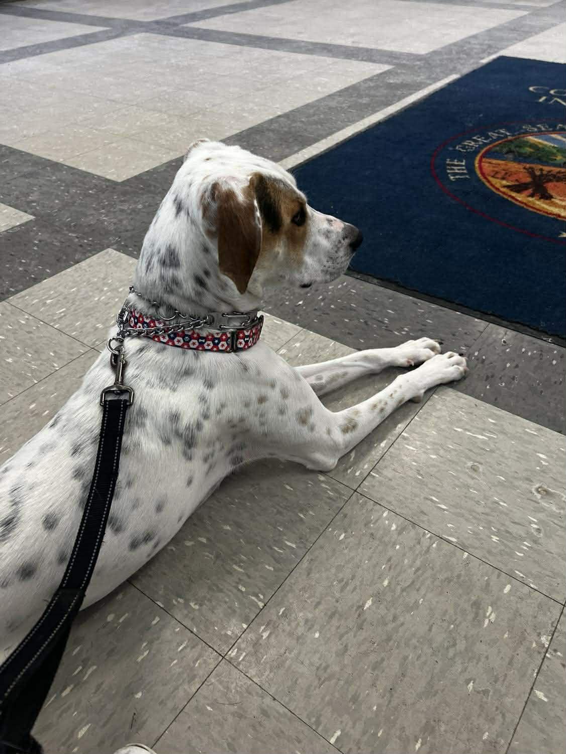 Enlarge Spot, a Adoptable mixed breed in St. Clairsville, OH image 2/6