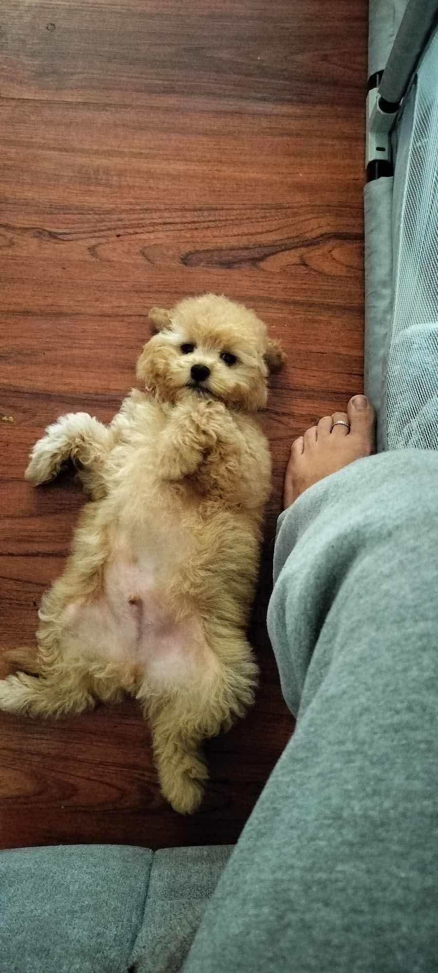 Enlarge Max, a Adopted Miniature Poodle in Upland, CA image 1/4