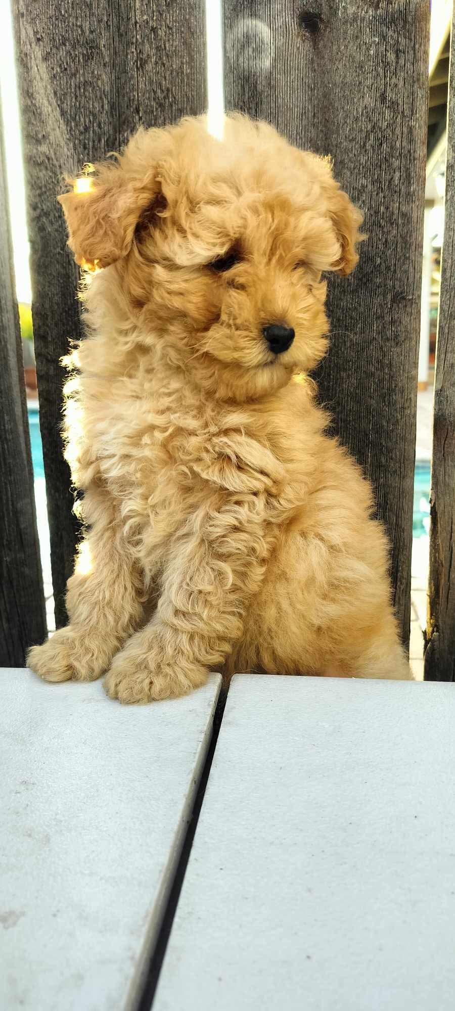 Enlarge Max, a Adopted Miniature Poodle in Upland, CA image 2/4