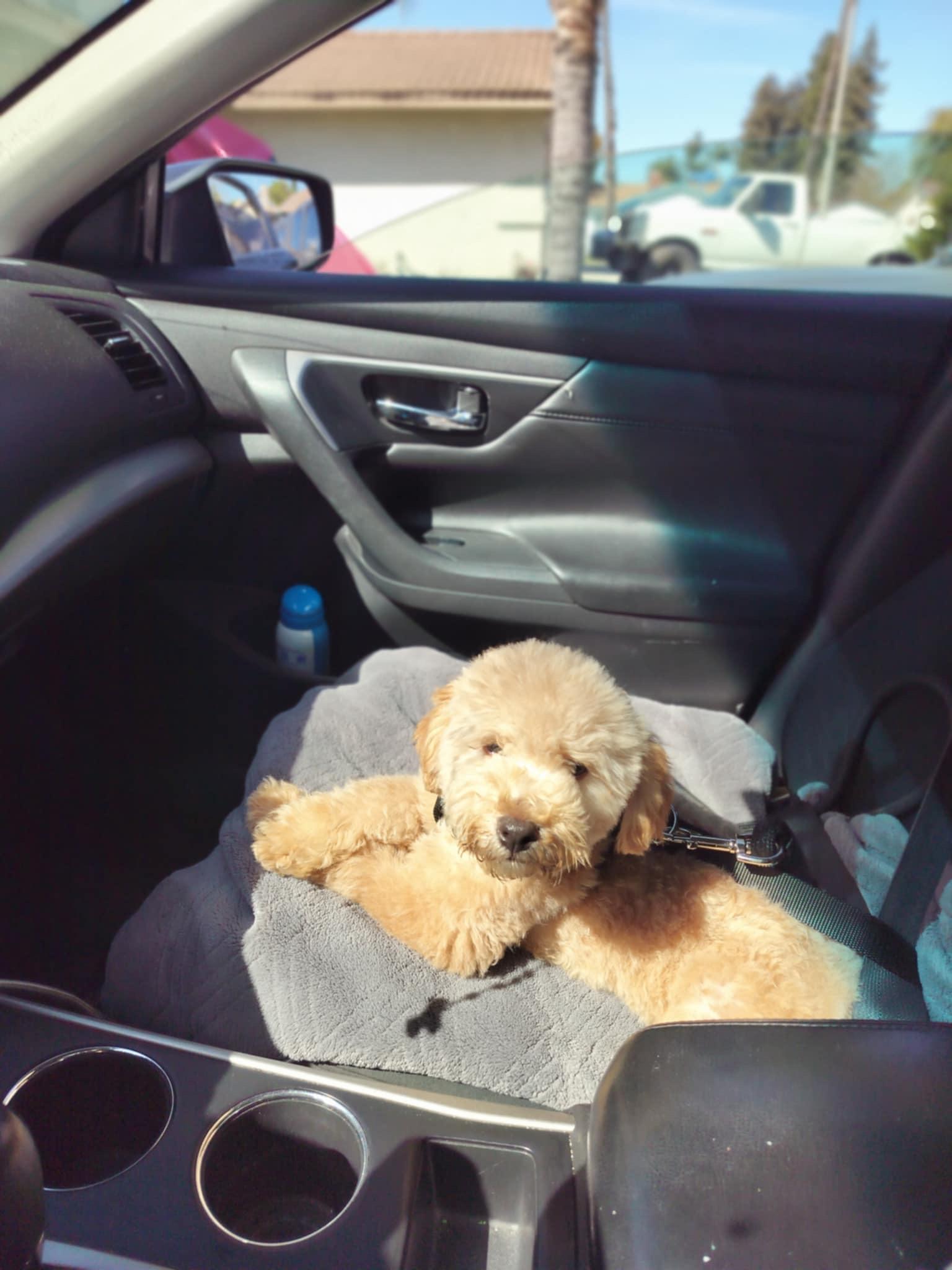 Enlarge Max, a Adopted Miniature Poodle in Upland, CA image 3/4