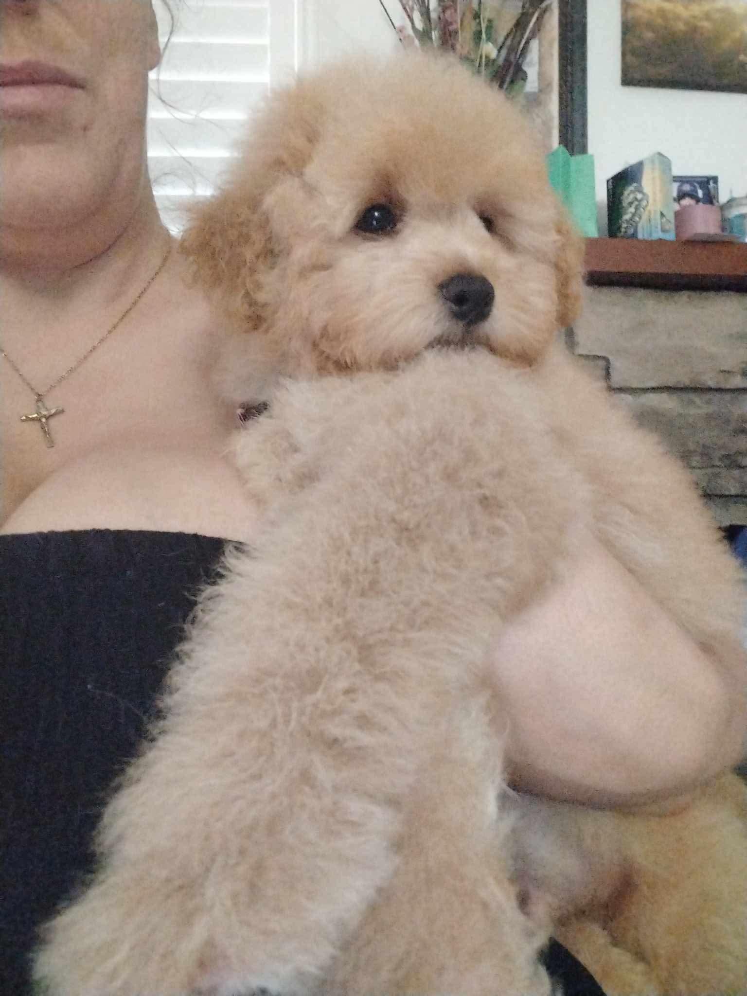 Enlarge Max, a Adopted Miniature Poodle in Upland, CA image 4/4