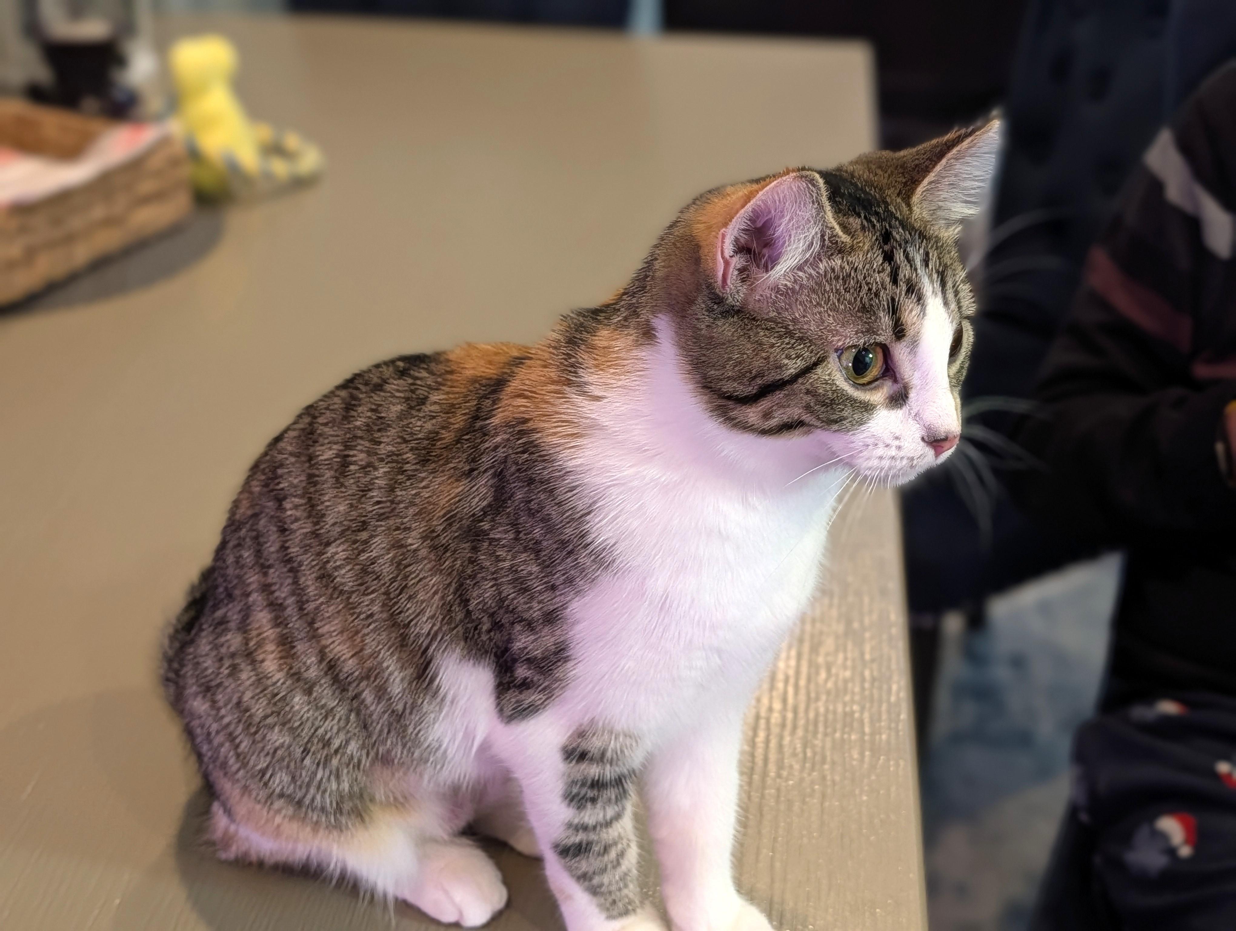 Enlarge Crystal, an adopted Domestic Short Hair in Calgary, AB image 2/3