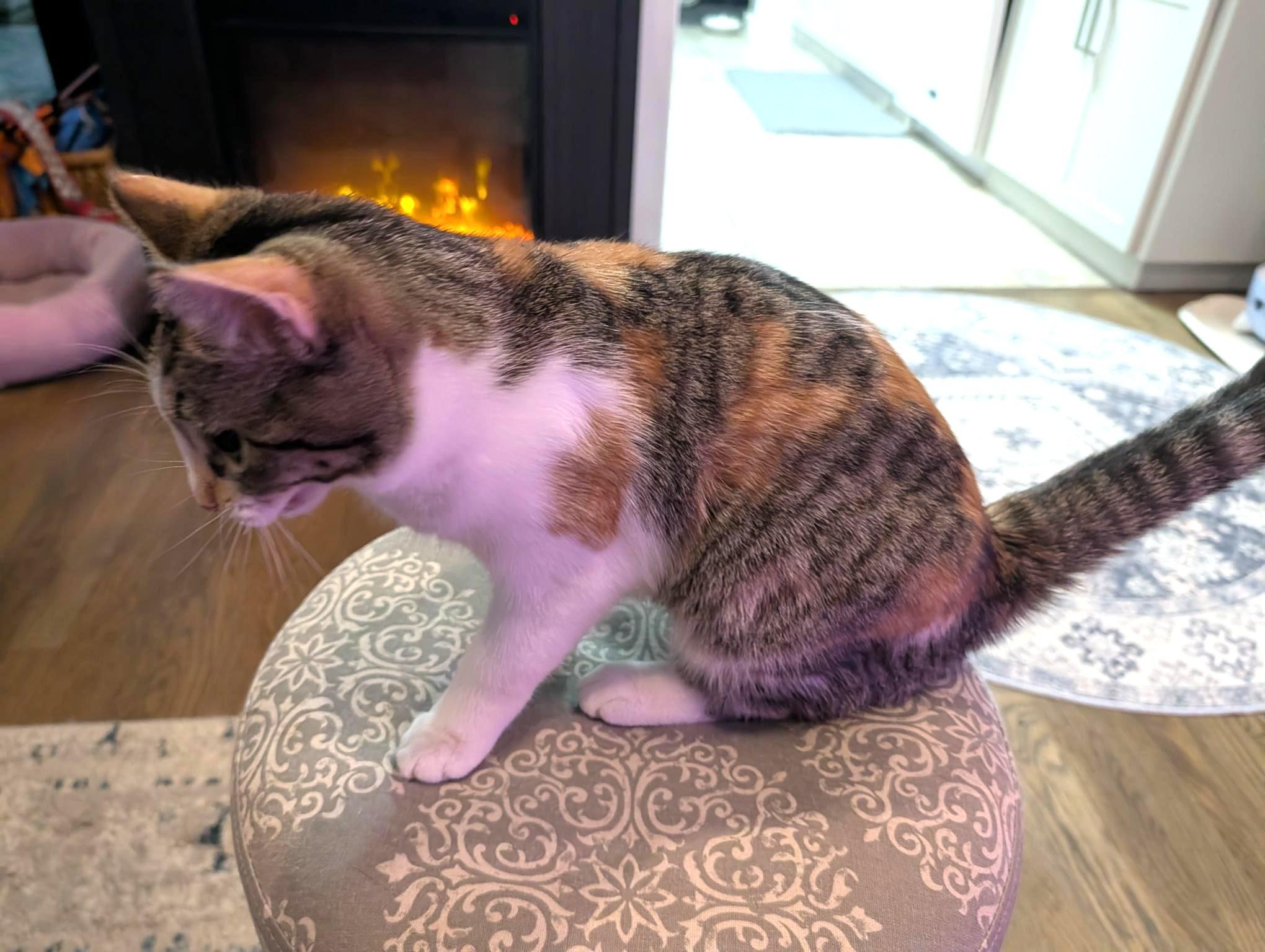 Enlarge Crystal, an adopted Domestic Short Hair in Calgary, AB image 3/3