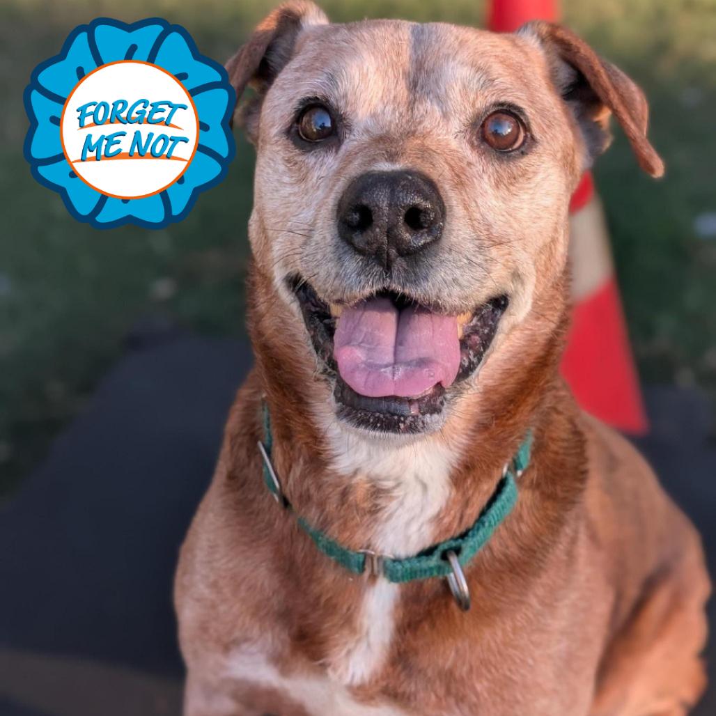 Magnus, Adoptable, Senior Male Rottweiler.