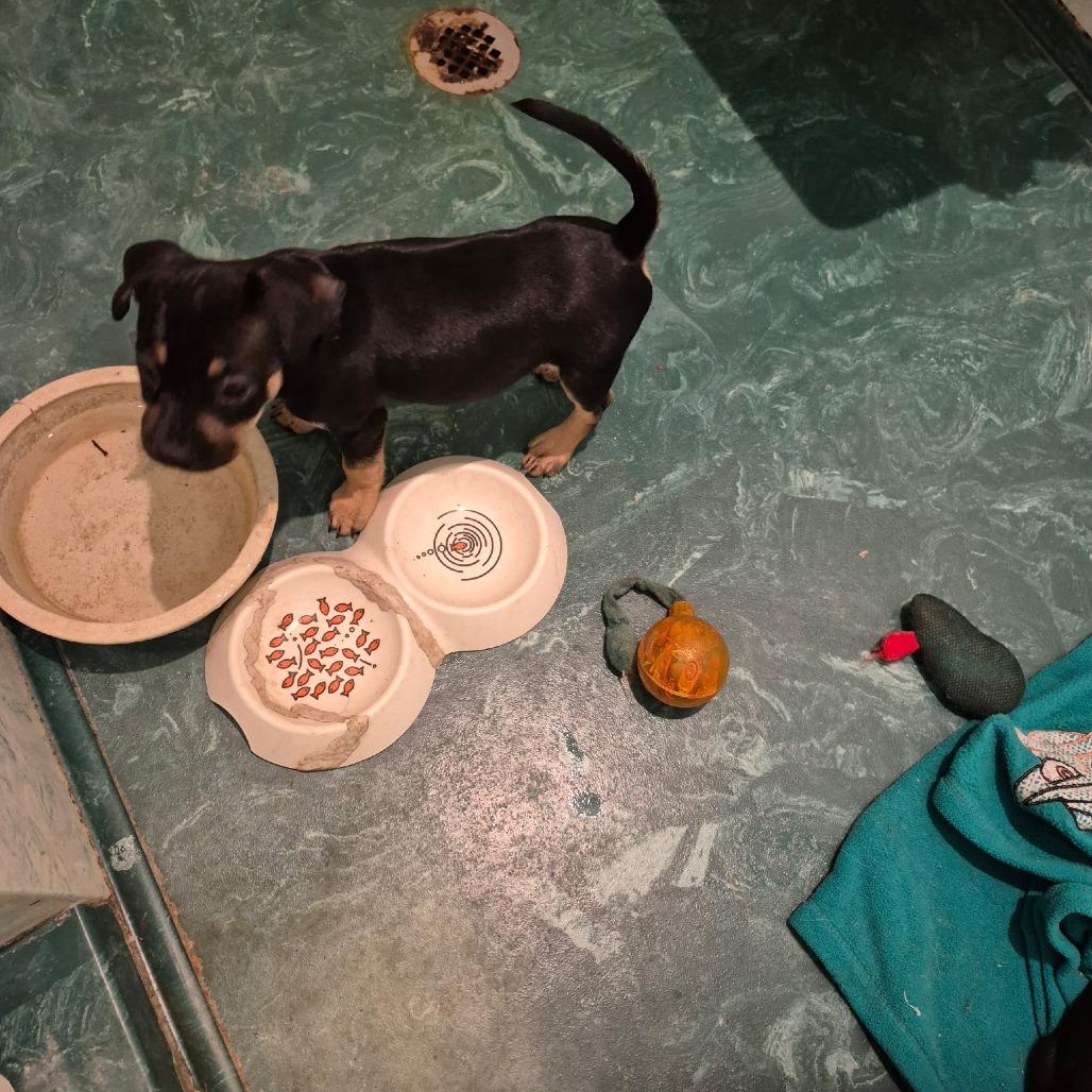 Marino, Adoptable, Puppy Male Rat Terrier & Mixed Breed.