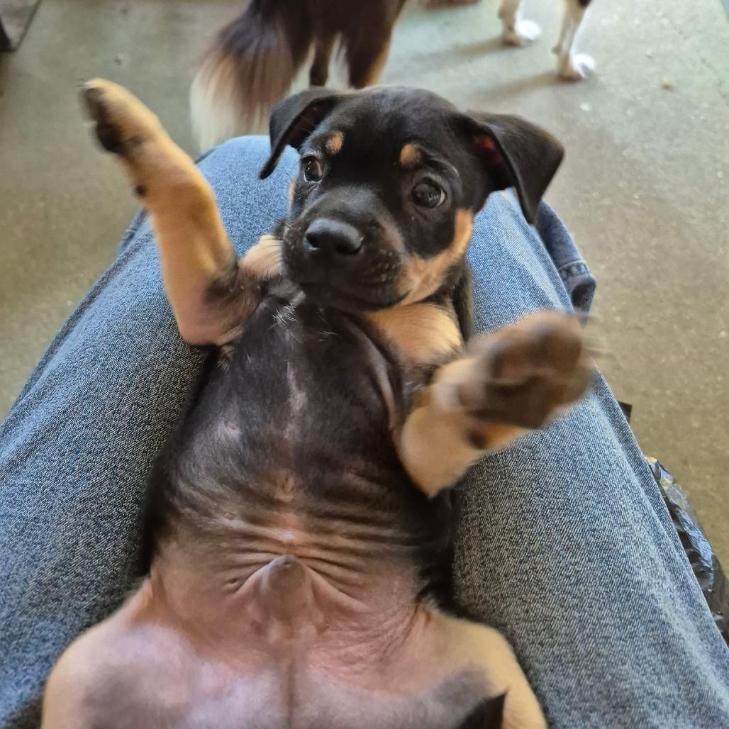 Enlarge Marino, a Adoptable mixed breed in Wiggins, MS image 3/6