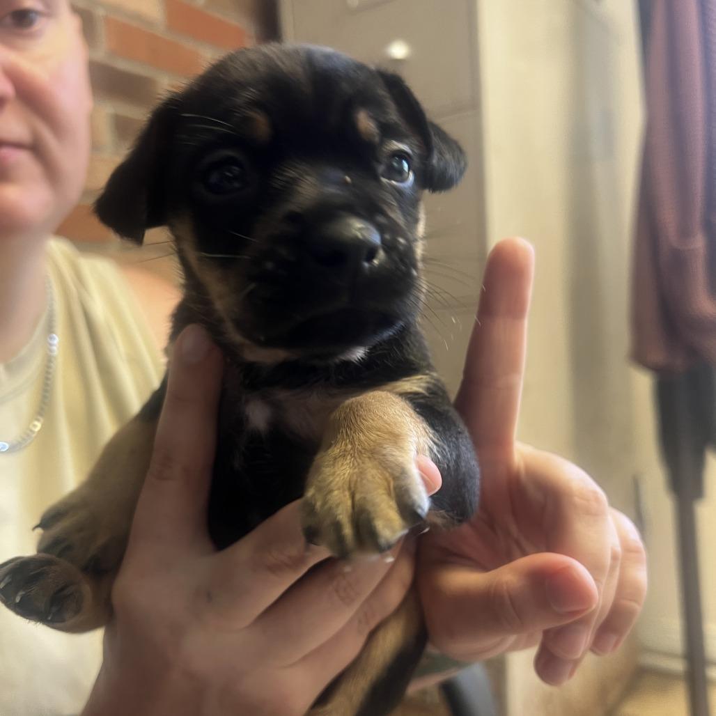 Enlarge Marino, a Adoptable mixed breed in Wiggins, MS image 1/6