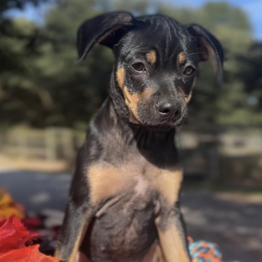 Enlarge Marino, a Adoptable mixed breed in Wiggins, MS image 4/6