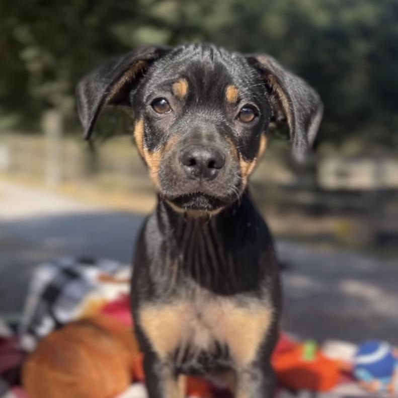 Enlarge Marino, a Adoptable mixed breed in Wiggins, MS image 3/6